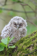 08-0324 Tawny Owl Chick (Strix aluco) in Alder Tree.